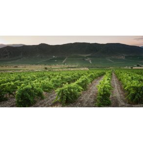 Vuelta a Espa�a - Smagekasse Spansk Vin